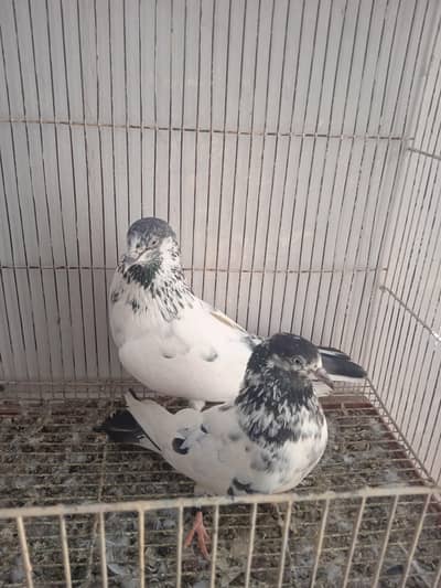 batera pair breeder bachay k sath