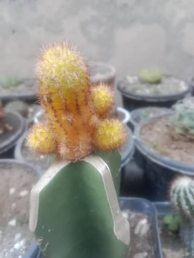 cactus and succulents plant cheep  different prices