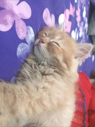 Persian male & female kitten