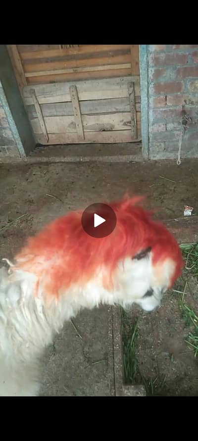 confirm 3 month ghaban kajli