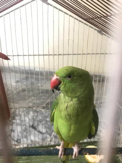 Talking Ringneck Male Parrot