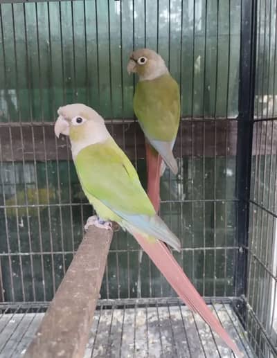pineapple conure breeder pair