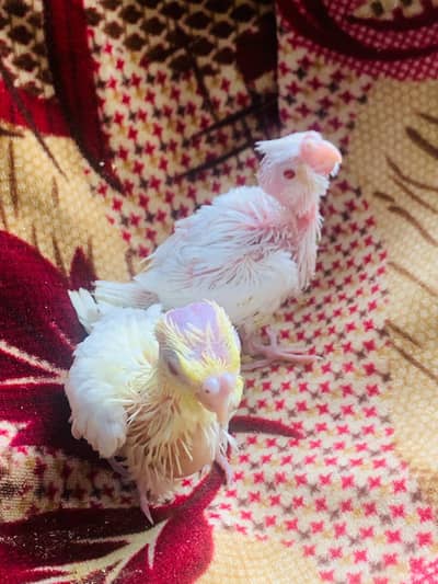 red eyes cocktail chicks Available