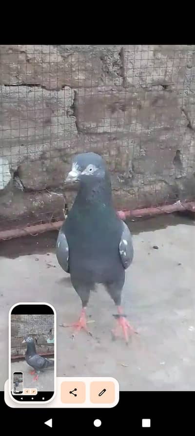 teady pair black extra female