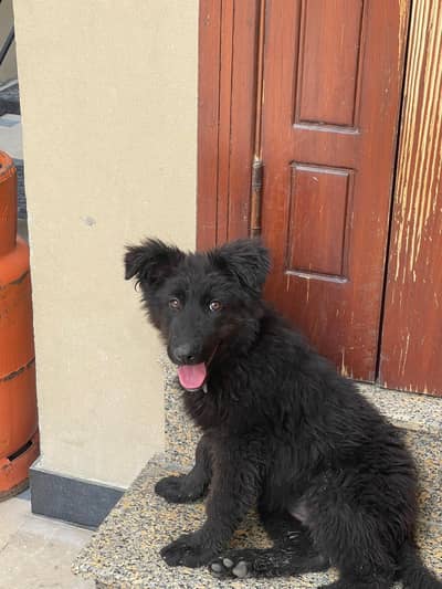 German Shepherd Puppies (Negotiable)