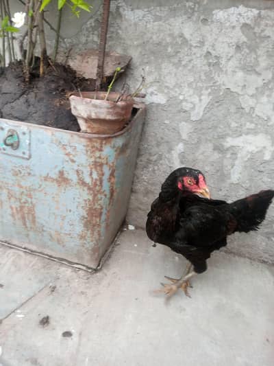 aseel mianwali breader murgi ha anda nhi da rhi