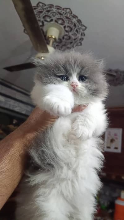 2 month persian kitten pair triple coated
