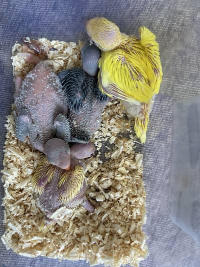 Yellow blue white grenn