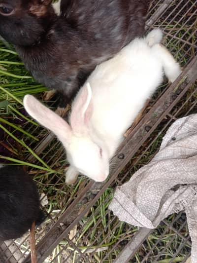 red eyes pairs available home breed urgent sale