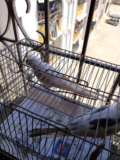 Cocktail Eno & V-Pied