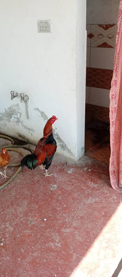 Murga aur murgi  health and active ghar pala hua ha