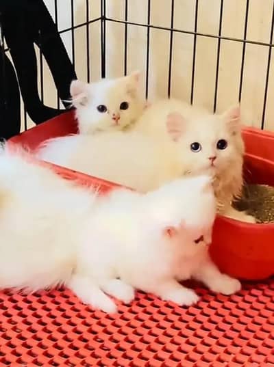 Persian female kitten for sale delivery available all Pakistan