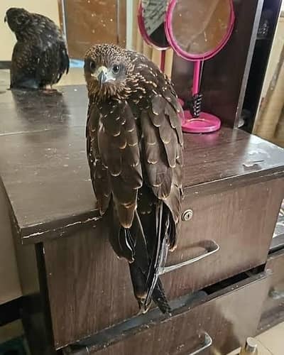 Cheel for sale, message inbox for details