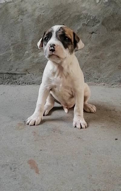 bully gultair female puppy