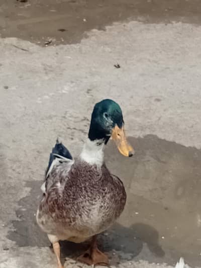 2 Mel patak for sale healthy active