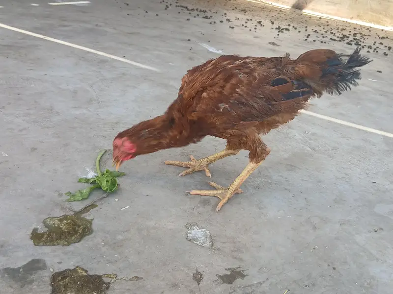 Aseel Hen Pair
