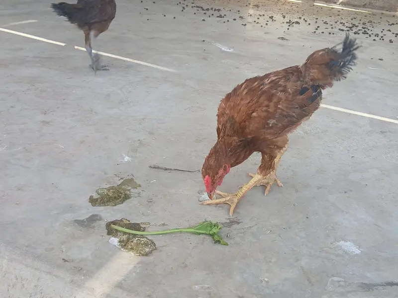 Aseel Hen Pair — photo 2