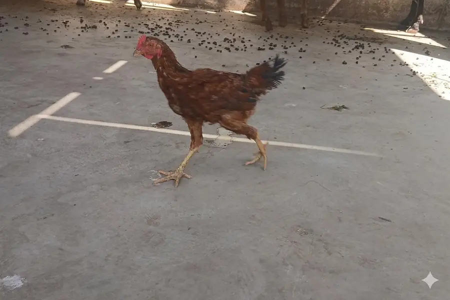 Aseel Hen Pair — photo 3