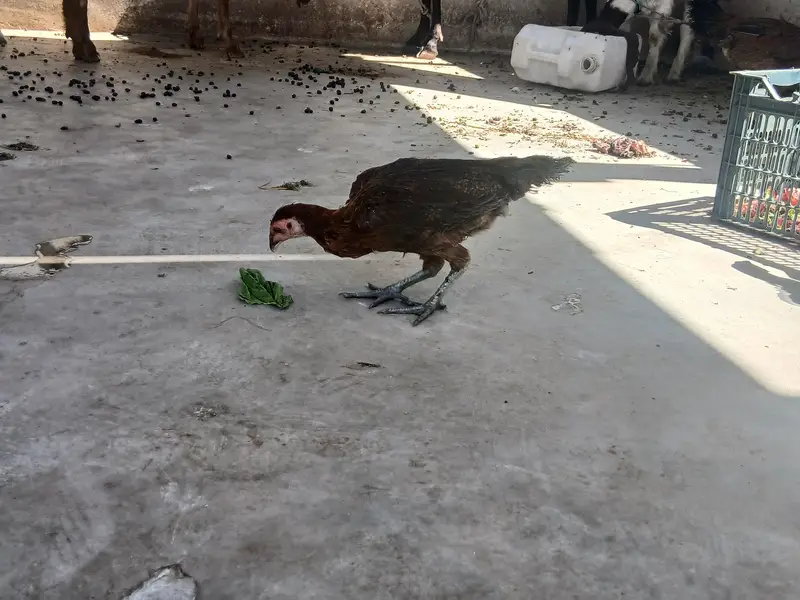 Aseel Hen Pair — photo 4