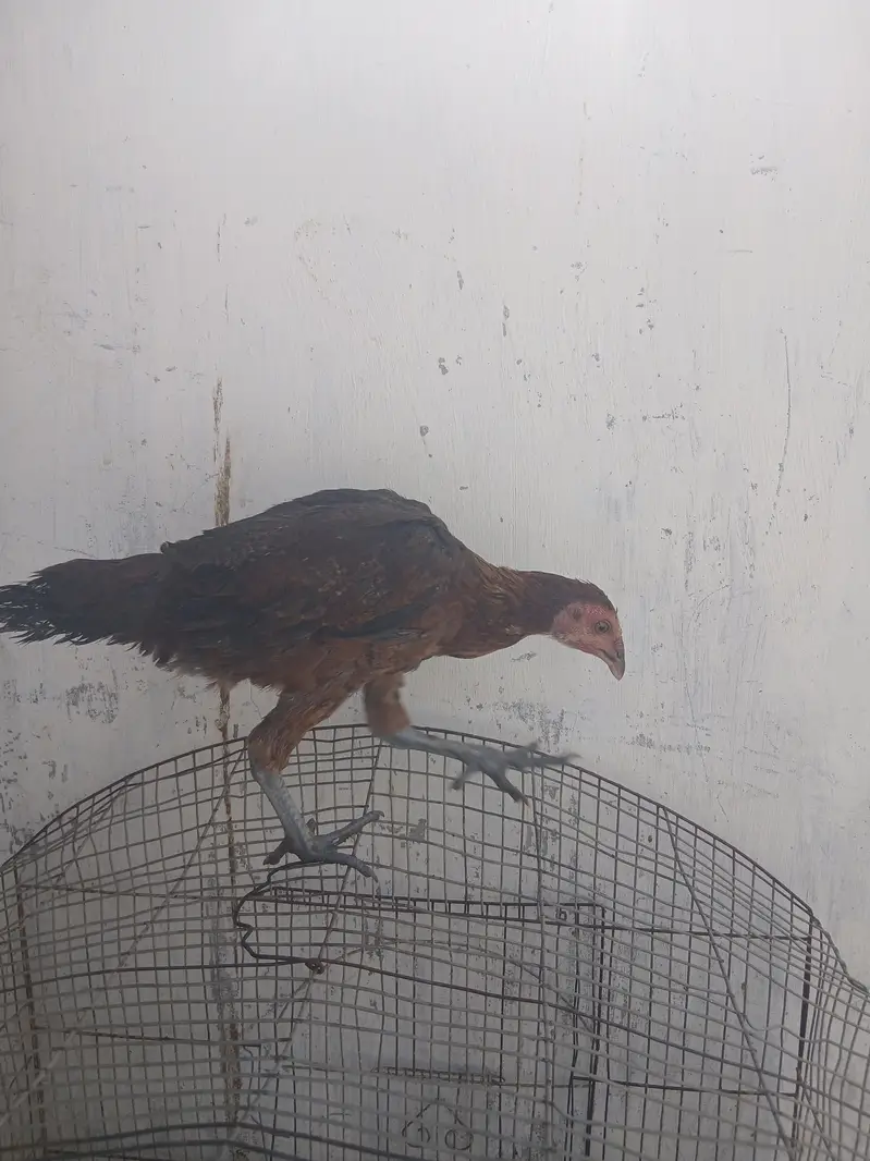 Aseel Hen Pair — photo 5