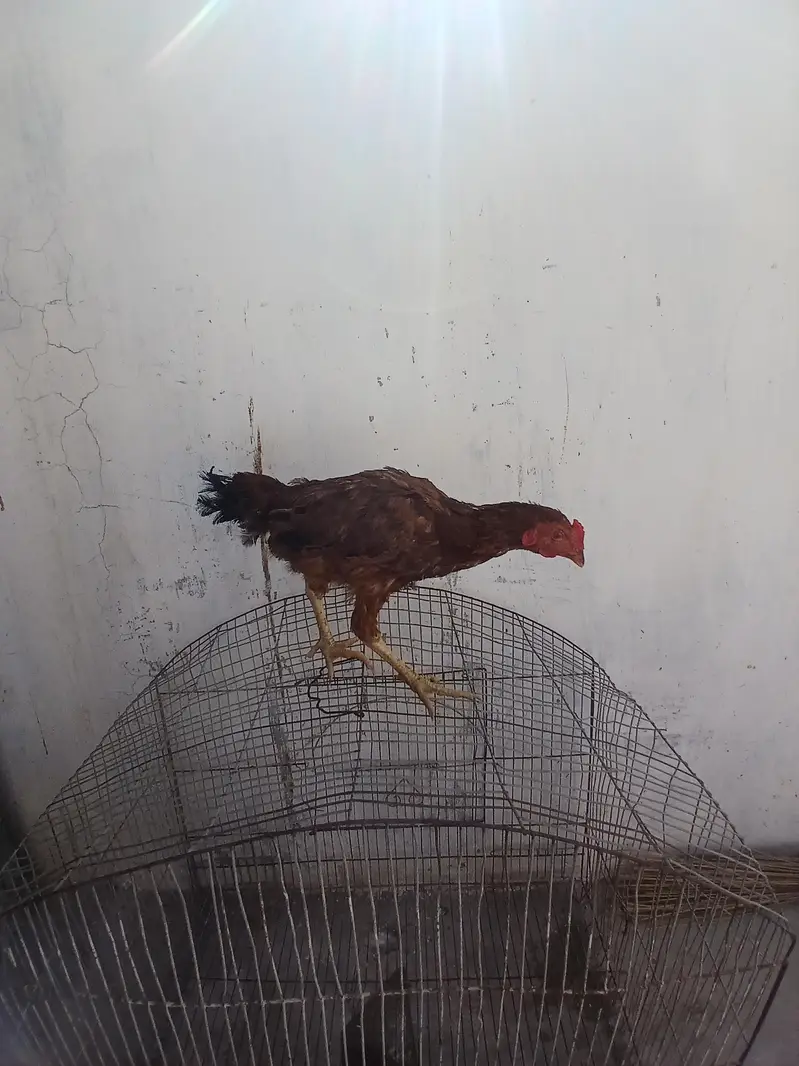 Aseel Hen Pair — photo 6