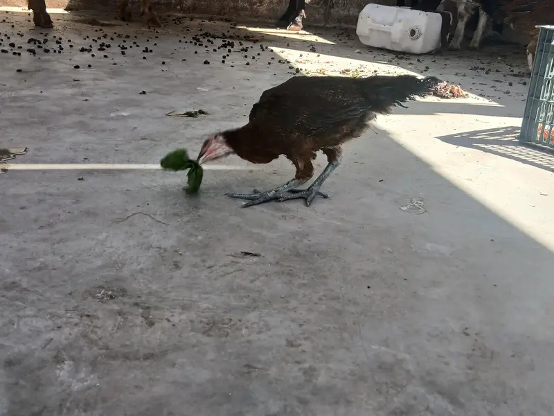 Aseel Hen Pair — photo 7