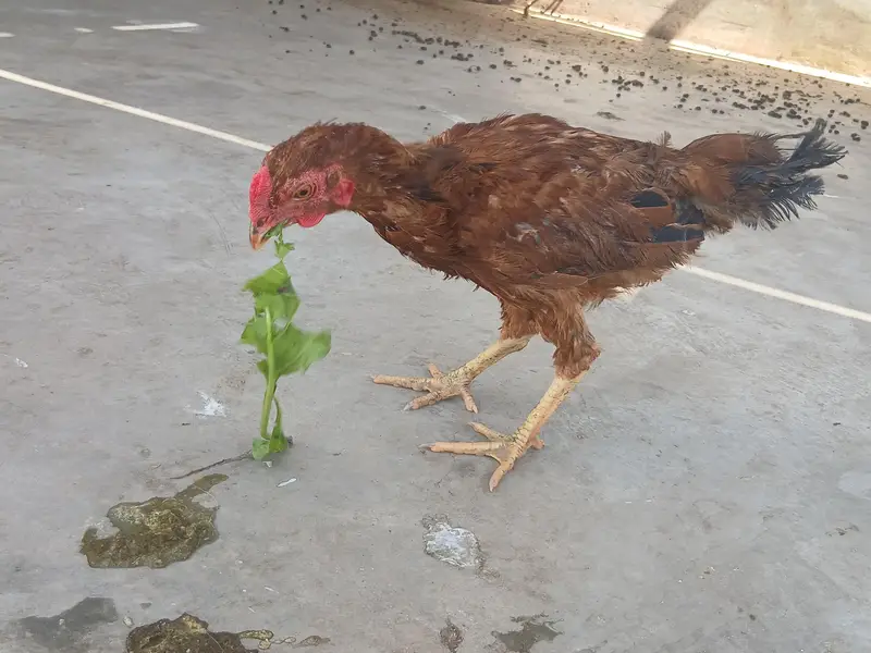 Aseel Hen Pair — photo 8