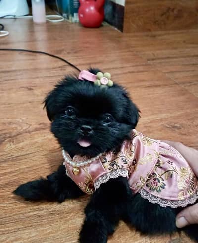 Shihtzu female puppy 03075273683
