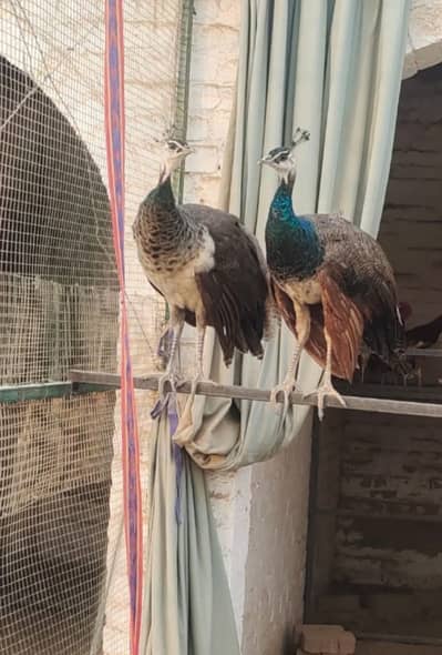 Peacock pair