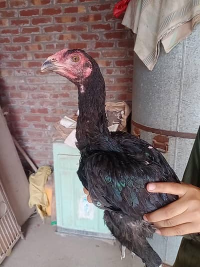 Seal Thai Leaves age 6 months