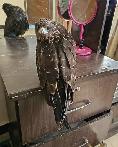 Cheel for sale, message inbox for details