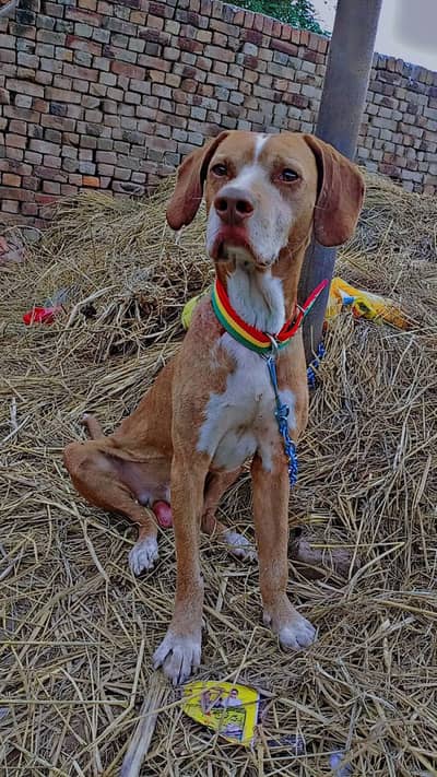 price almost final ha Baki AP ke marzi