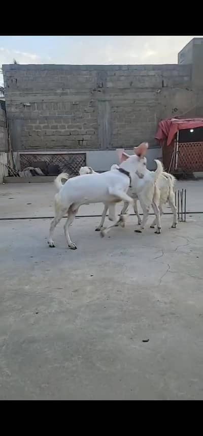 2 famale  1 male  beridar pure gulambi