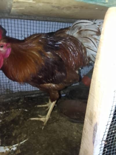 Desi murga with small cage available