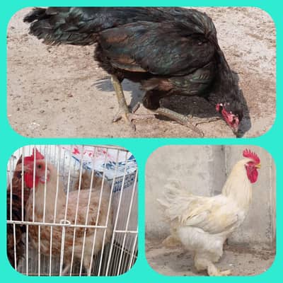 Desi, Aseel, and White Buff