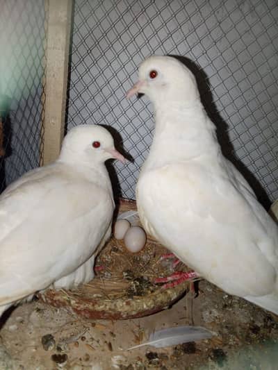 Red eyes dove breeder pair (03234235456)