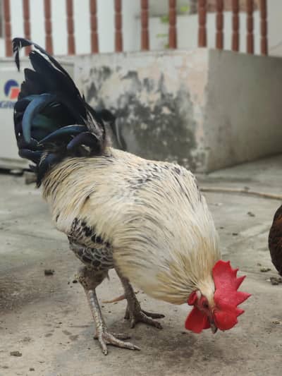 Desi Murgha, & Desi Hens also laying eggs Regularly (Pair), Ghrailo