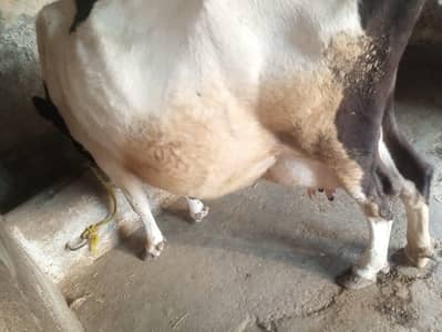 Australian cow for sale in bharakahu