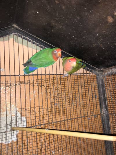 Breeder Pair 12 month age completed