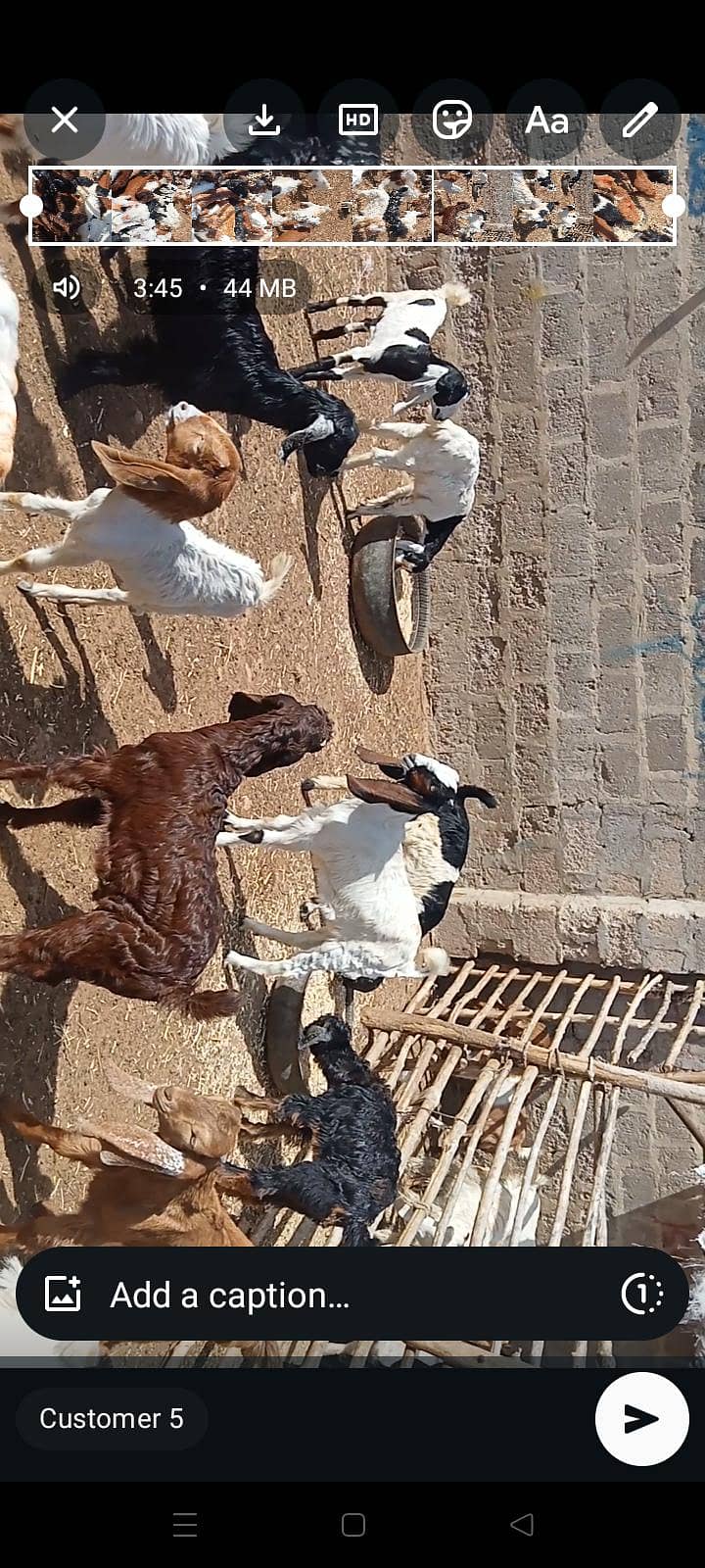 goats 12
