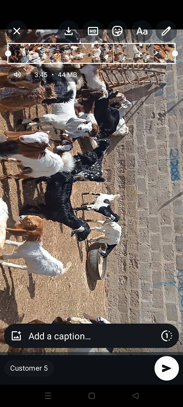 goats 13
