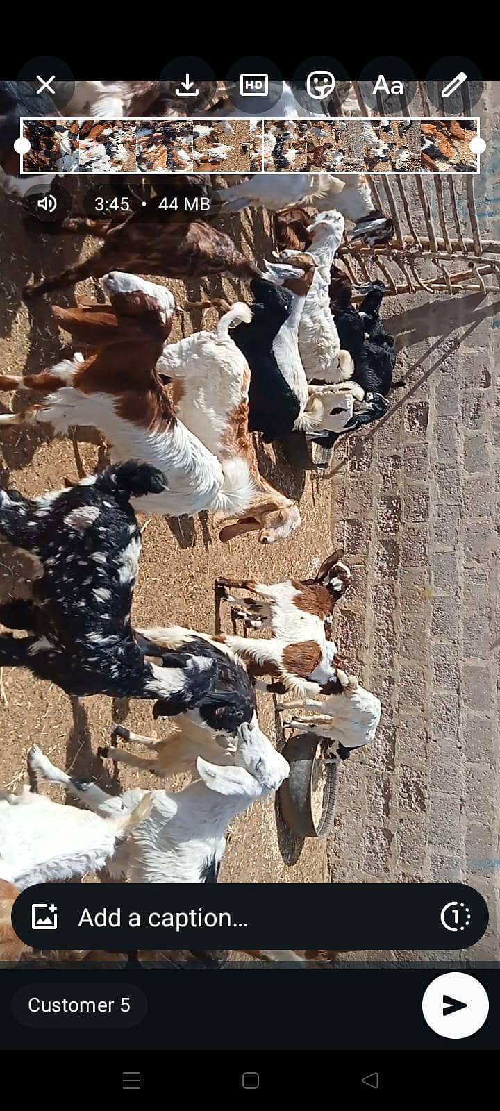 goats 14