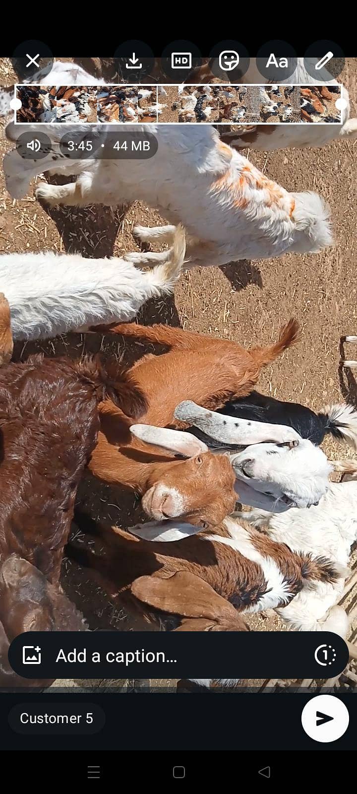 goats 15