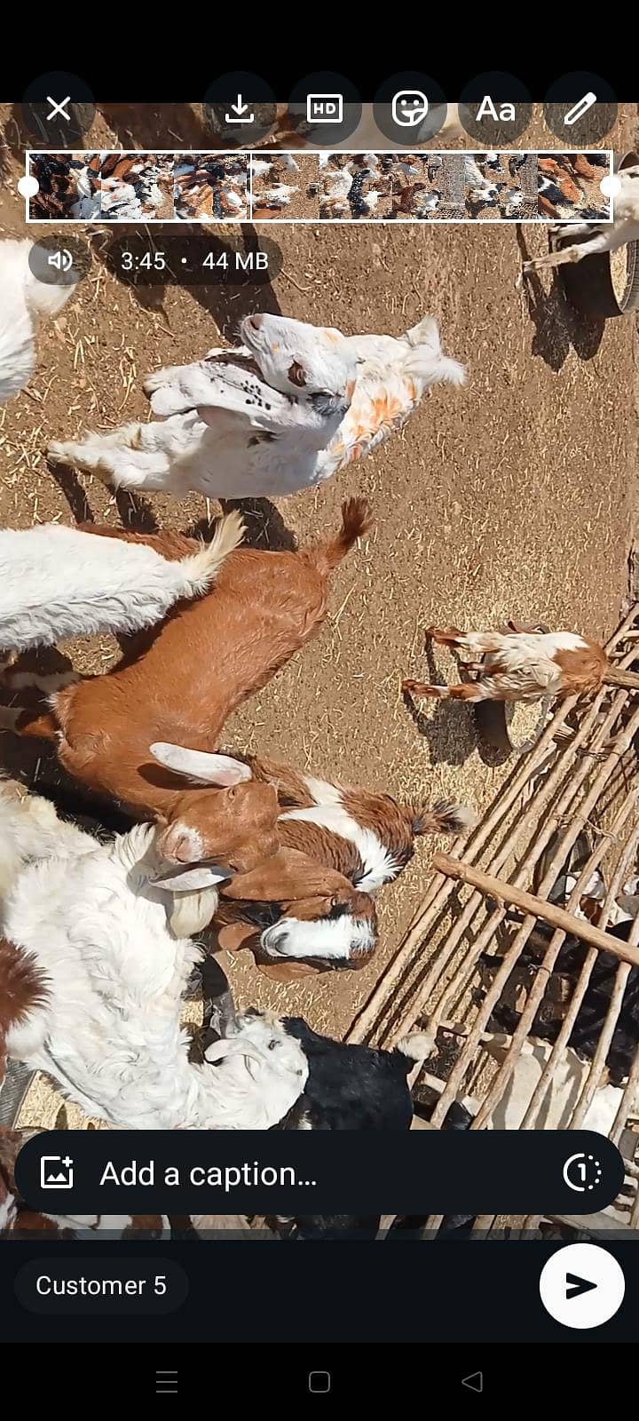 goats 16