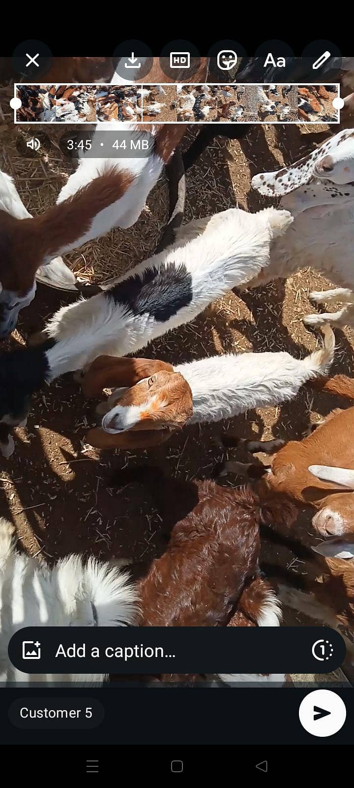 goats 17