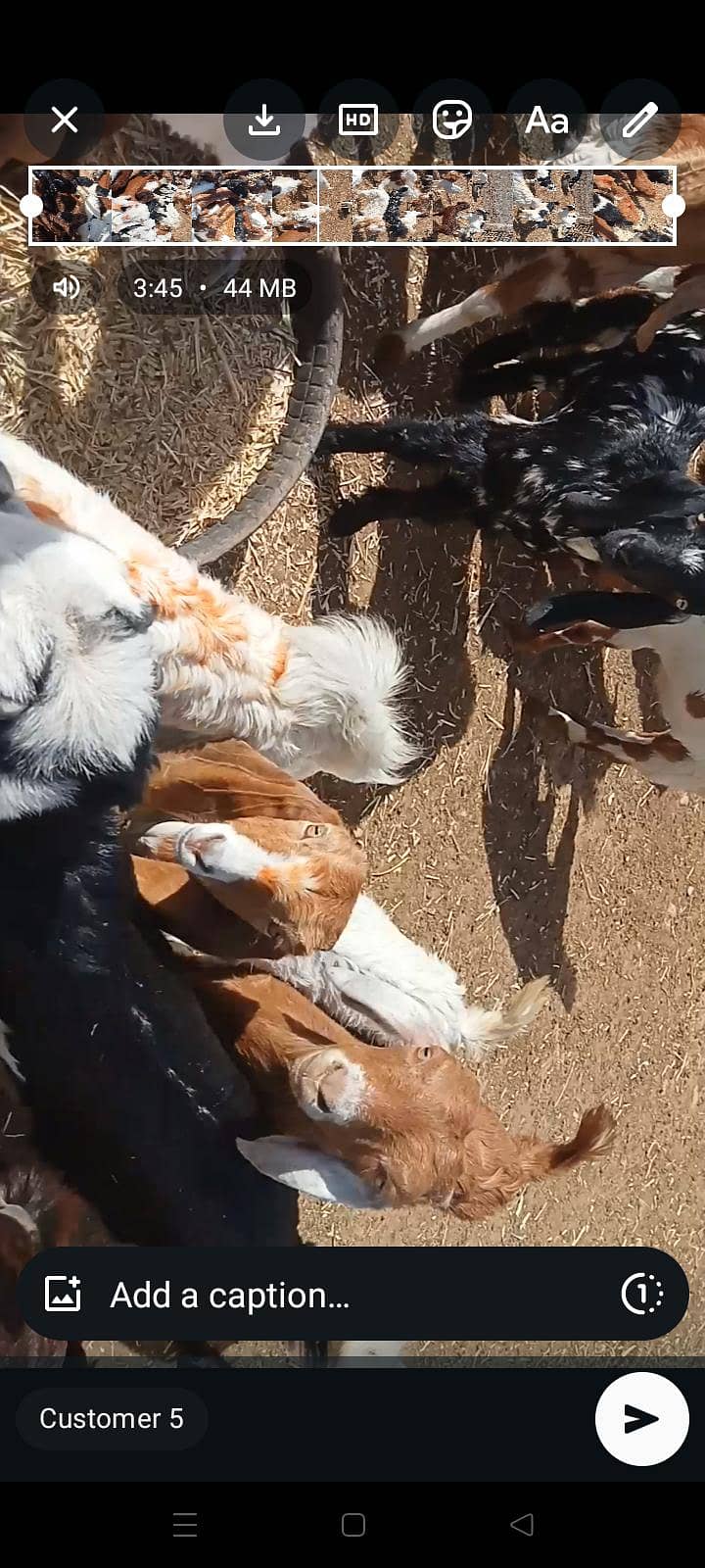 goats 18