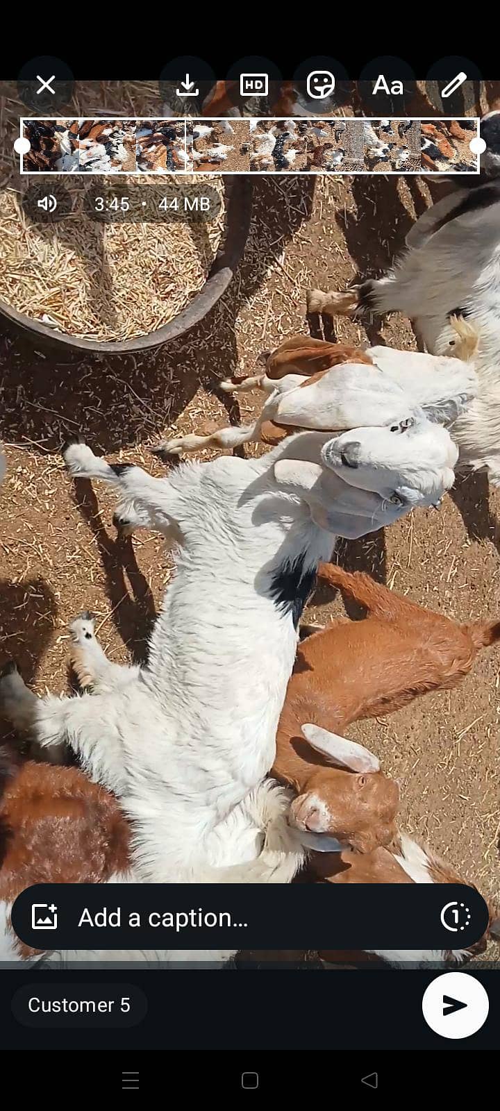 goats 19