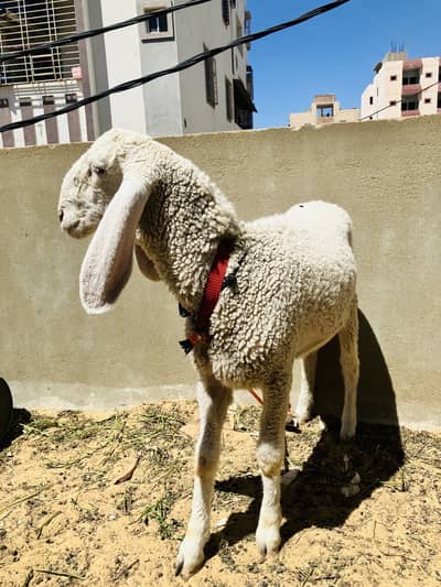 Gulabi longtale dumba