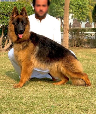 long coated German shepherd female