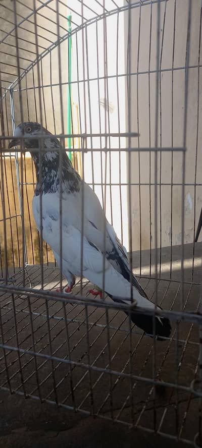 teddy kabooter pigeon